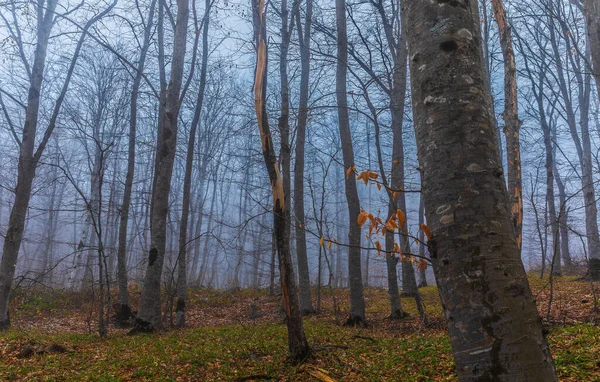 Árboles Con Hojas Caídas Niebla — Foto de Stock