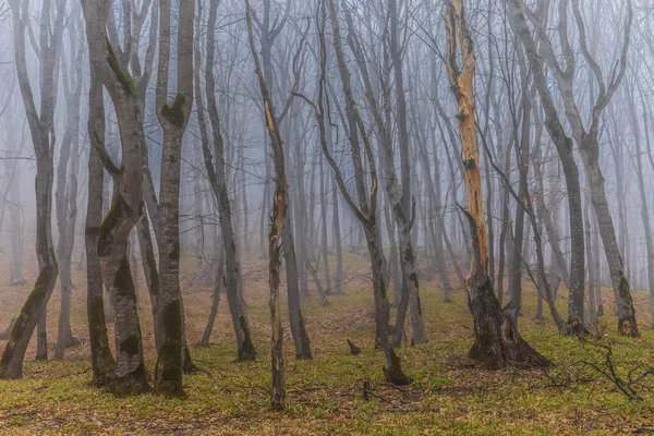 Arbres Aux Feuilles Tombées Dans Brouillard — Photo