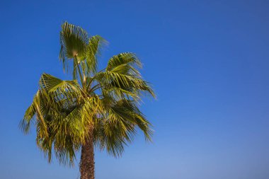 Açık mavi gökyüzüne uzanan palmiye dalları