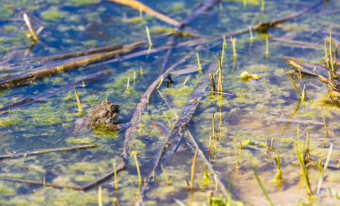 Kurbağa kafasını göl suyundan çıkarmış.