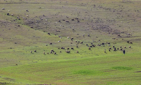 Herder Grazen Zijn Kudde Bergen Het Voorjaar — Stockfoto
