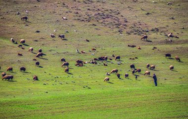 Shepherd sürüsünü baharda dağlarda otlatıyor.