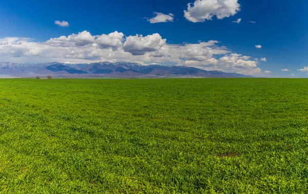 Campo Verde Sobre Fondo Montañas Nevadas — Foto de Stock
