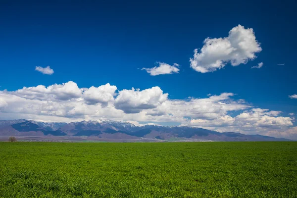 Campo Verde Sobre Fondo Montañas Nevadas — Foto de Stock