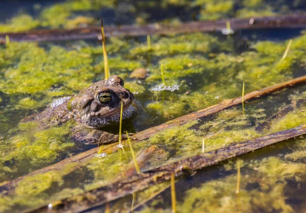 Żaba Wystająca Wody Jego Głowy — Zdjęcie stockowe