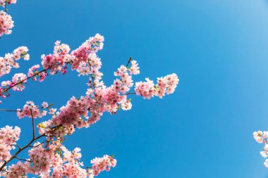 Mavi gökyüzünün arka planında çiçek açan sakura dalları