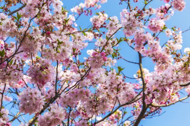 Mavi gökyüzünün arka planında çiçek açan sakura dalları