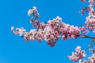Mavi gökyüzünün arka planında çiçek açan sakura dalları