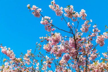 Mavi gökyüzünün arka planında çiçek açan sakura dalları