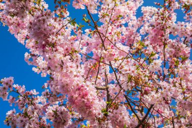 Mavi gökyüzünün arka planında çiçek açan sakura dalları