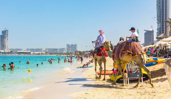 Дубай Оаэ Марта 2021 Года Camels Rolling Vacationers Beach Dubai — стоковое фото