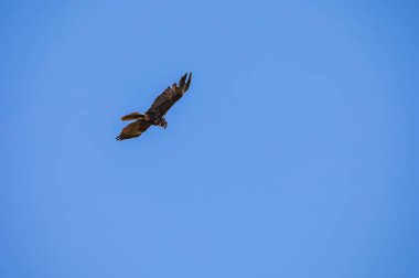 Mavi gökyüzünün arka planında uçan altın kartal