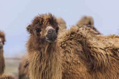 Bir deve sürüsü kameraya bakıyor.