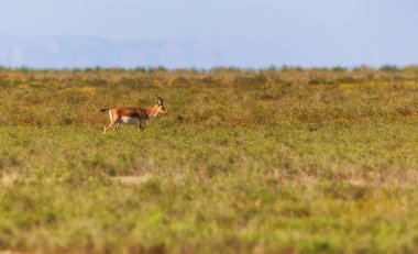 Yalnız ceylan bozkırda yürüyor