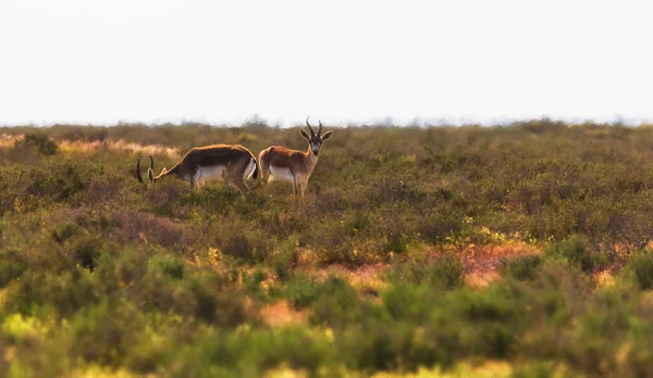 Family Gazelles Grazing Steppe — Stock Photo, Image