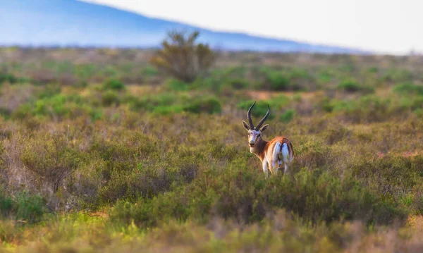 孤独的羚羊穿过草原 — 图库照片