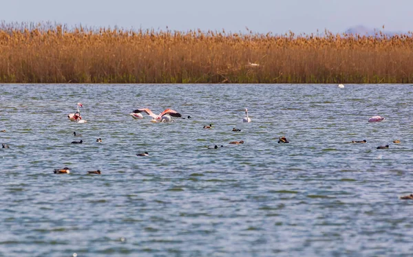 Flamingos Národním Parku Shirvan — Stock fotografie