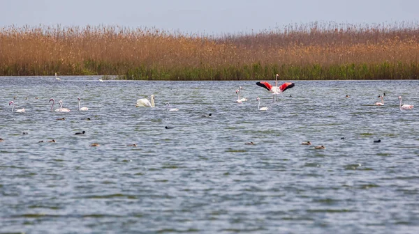 Flamingos Labutě Národním Parku Shirvan — Stock fotografie