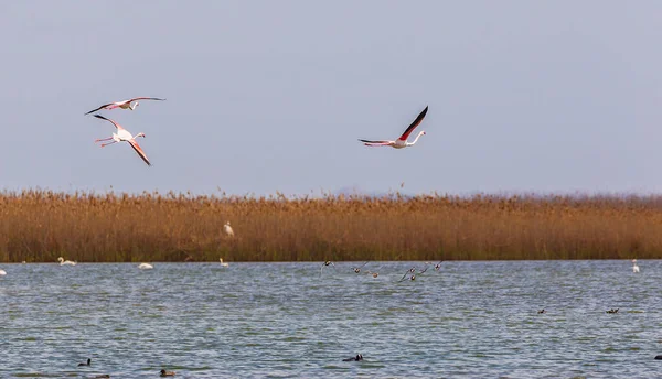 Flamingos Národním Parku Shirvan — Stock fotografie