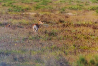 Yalnız ceylan bozkırda yürüyor