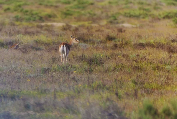 Yalnız ceylan bozkırda yürüyor