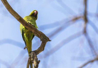 Yeşil yay tarlasında büyüyen karahindiba