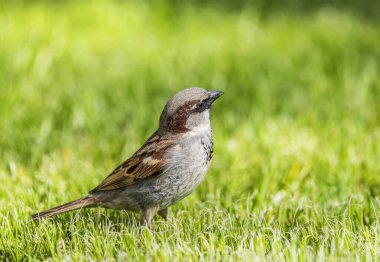 Yeşil çimenlerde oturan serçe