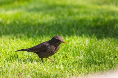 Siyah kuş yeşil çimlerin üzerinde duruyor