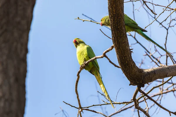 Bakü Deki Bir Parkta Uzun Kuyruklu Papağanlar — Stok fotoğraf