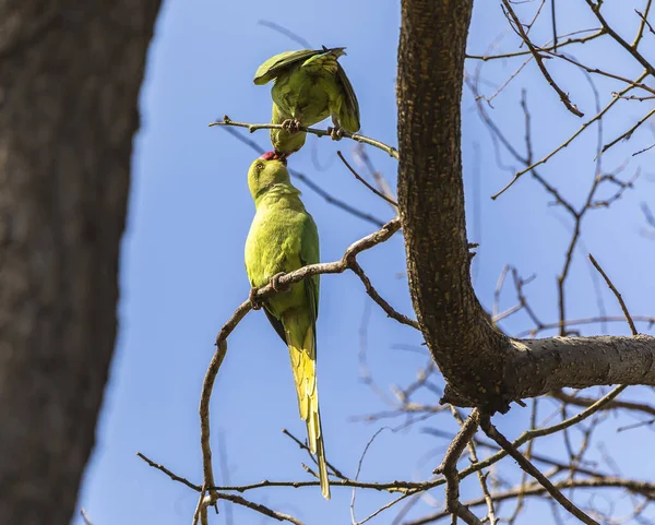 Pappagalli Dalla Coda Lunga Parco Cittadino Baku — Foto Stock