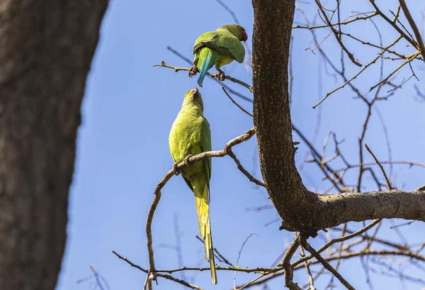 Bakü Deki Bir Parkta Uzun Kuyruklu Papağanlar — Stok fotoğraf