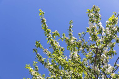 Mavi gökyüzüne karşı çiçek açan elma ağacı