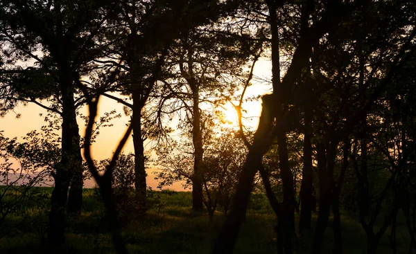Sunset Silhouettes Trees Forest — Stock Photo, Image