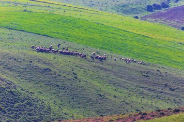 Çoban bir bahar tarlasında koç sürüsü otluyor.