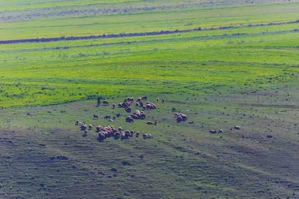 Hirte Weidet Eine Herde Widder Einem Frühlingsfeld — Stockfoto