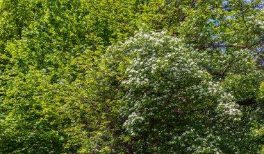 Bahar ormanında kiraz çiçekleri açtı.
