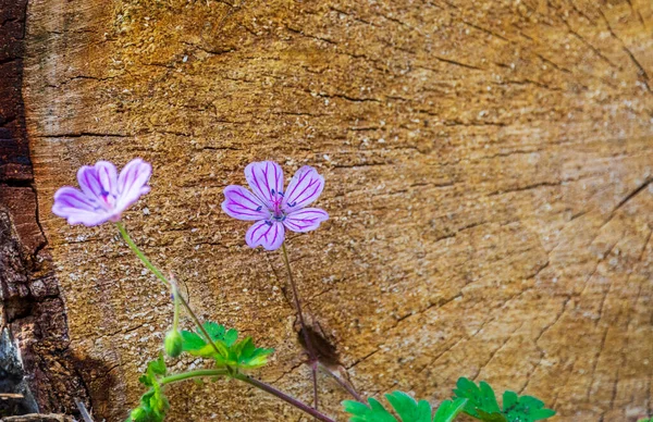 İlkbaharda orman sardunyası çiçeği