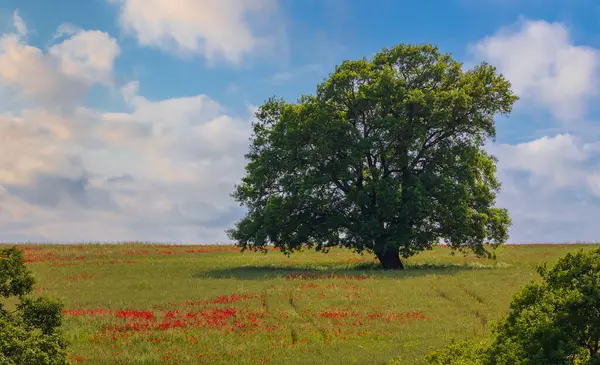 Oak Growing Poppy Field Spring — Stock Photo, Image