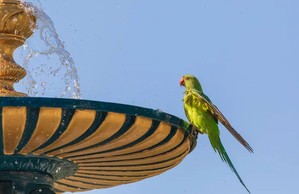 Kızılderili Halkalı Papağanlar Içer Şehir Çeşmesinde Yıkanır — Stok fotoğraf