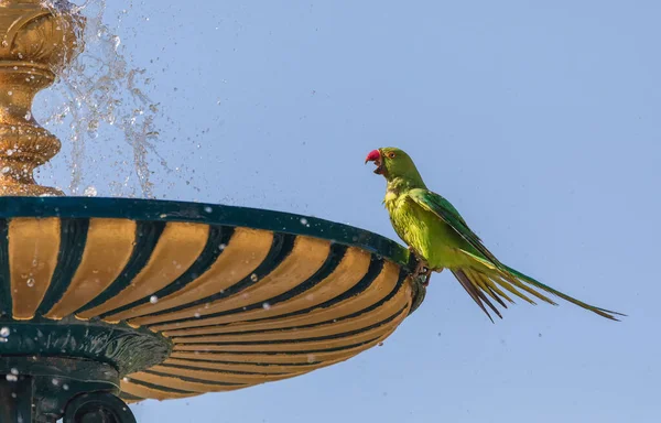 Pappagalli Anellati Indiani Bere Acqua Fare Bagno Nella Fontana Della — Foto Stock