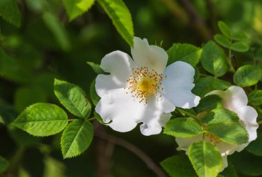 Ormanda büyüyen bir köpek