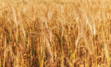 Azerbaycan 'ın yaz dağlarında buğday tarlası