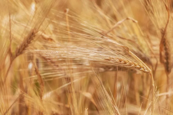 Wheat Field Summer Mountains Azerbaijan — Stock Photo, Image