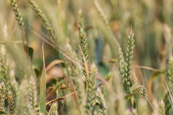 Wheat Field Summer Mountains Azerbaijan — Stock Photo, Image
