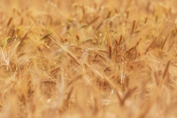 Пшеничне Поле Літніх Горах Азербайджану — стокове фото