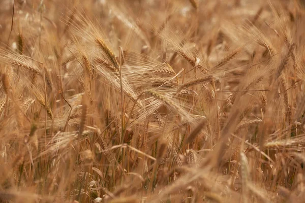 Pšeničné Pole Letních Horách Ázerbájdžánu — Stock fotografie