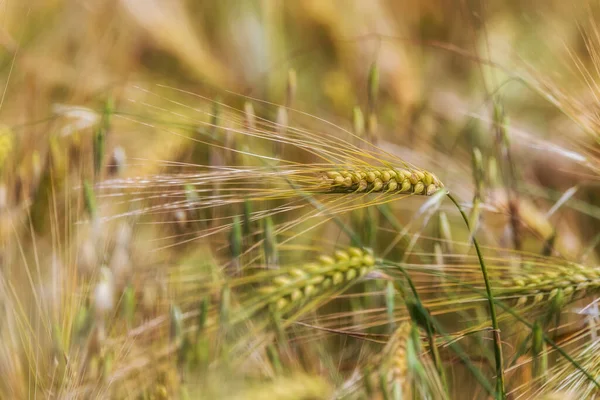 Wheat Field Summer Mountains Azerbaijan — Stock Photo, Image