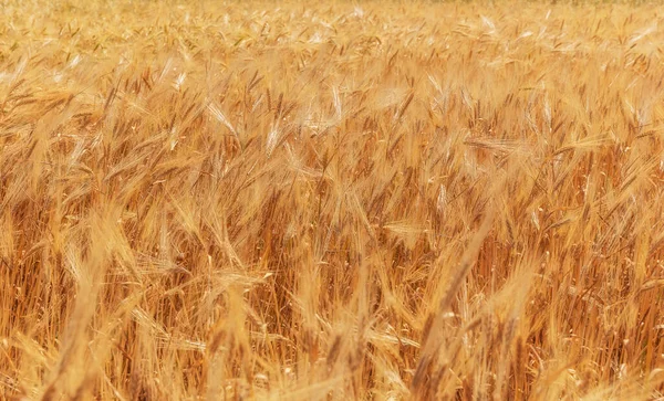Wheat Field Summer Mountains Azerbaijan — Stock Photo, Image