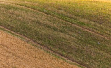 Azerbaycan 'ın yaz dağlarında buğday tarlası