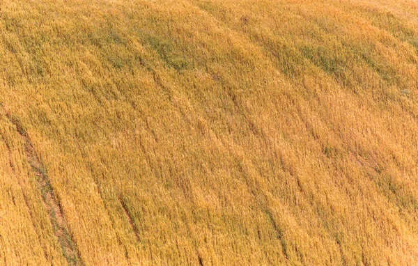 Weizenfeld Den Sommerbergen Von Aserbaidschan — Stockfoto